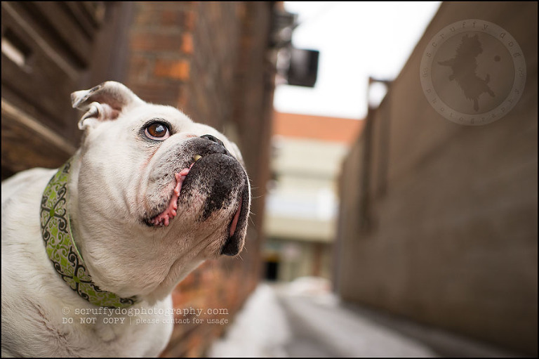 18-waterloo-ontario-dog-photographer-pet-bulldog-emma fleming-456