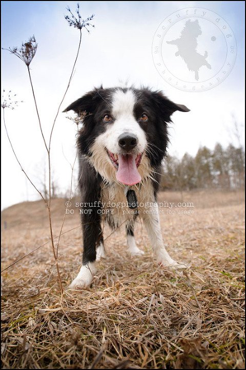 18-waterloo-pet-photographer-chaos axel maggie nicoll-243