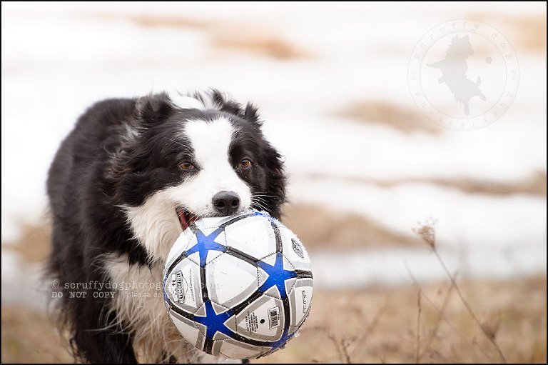 19-waterloo-pet-photographer-chaos axel maggie nicoll-29