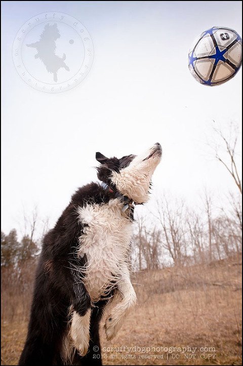 20-waterloo-pet-photographer-chaos axel maggie nicoll-261