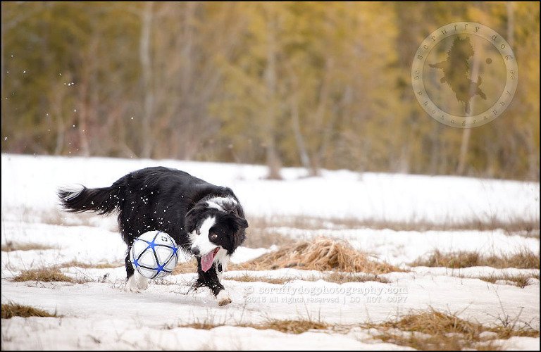 21-waterloo-pet-photographer-chaos axel maggie nicoll-40