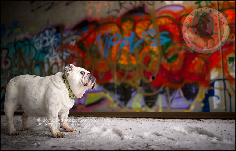 23-waterloo-ontario-dog-photographer-pet-bulldog-emma fleming-576