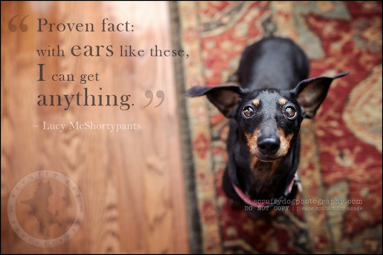 459-waterloo-dog-photography-lucy warford-7