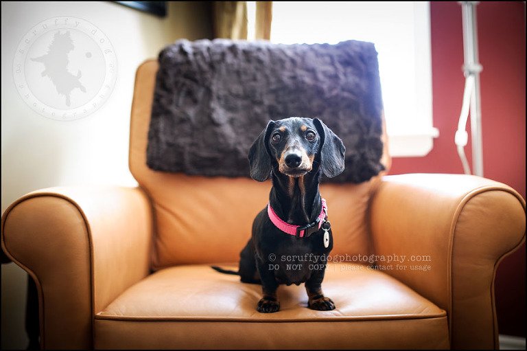 460-waterloo-dog-photography-lucy warford-21