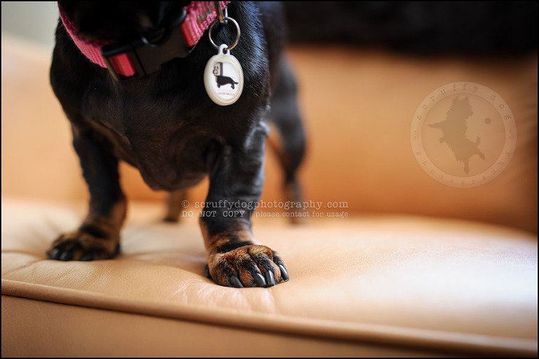 461-waterloo-dog-photography-lucy warford-35
