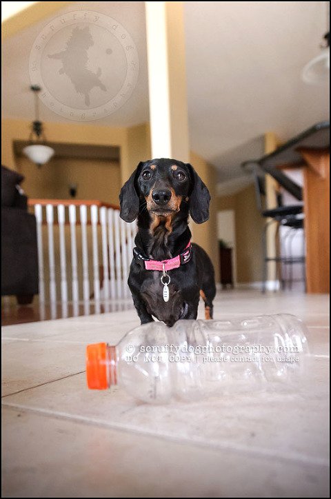 462-waterloo-dog-photography-lucy warford-74