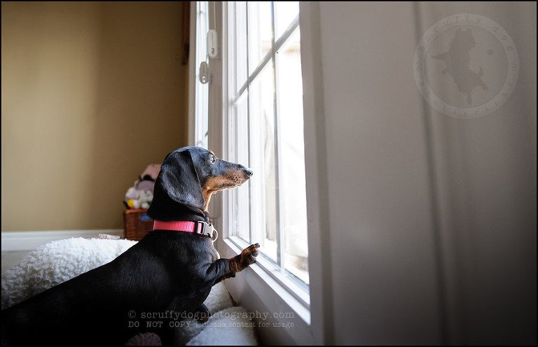 463-waterloo-dog-photography-lucy warford-118