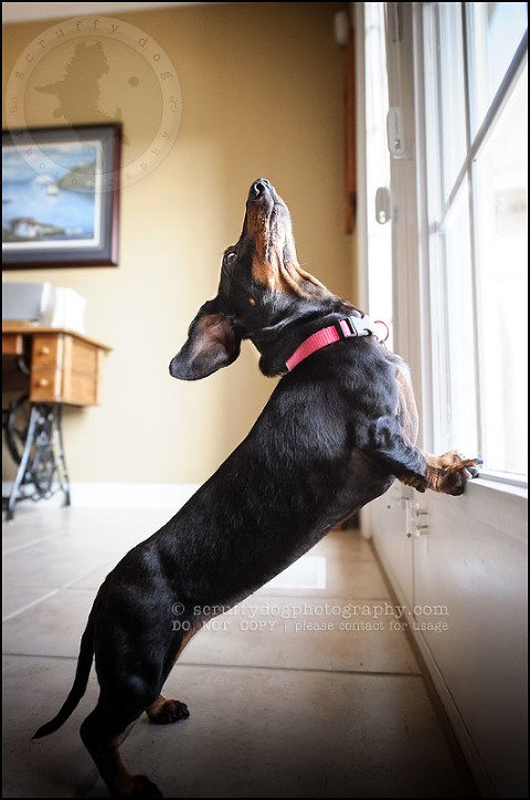 464-waterloo-dog-photography-lucy warford-101