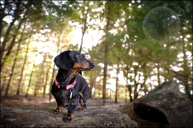465-waterloo-dog-photography-lucy warford-140