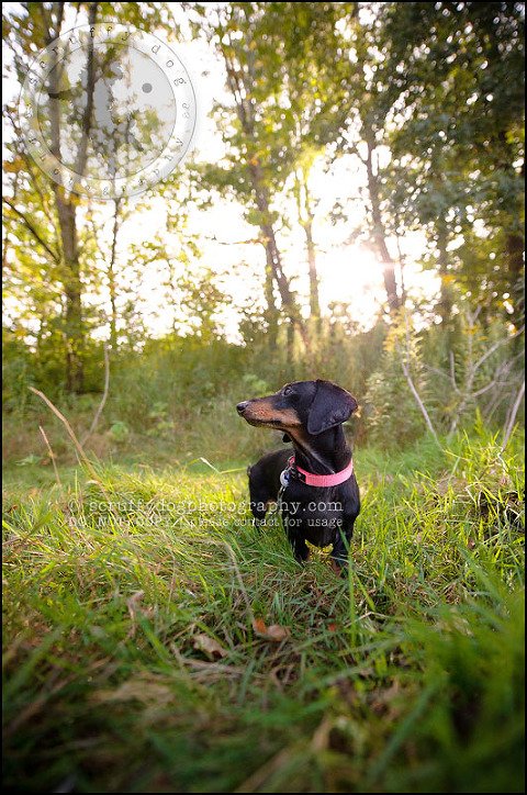 466-waterloo-dog-photography-lucy warford-171
