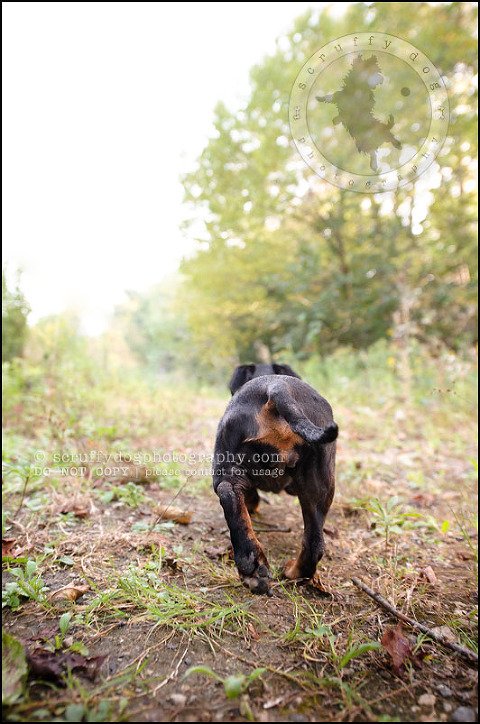 467-waterloo-dog-photography-lucy warford-257