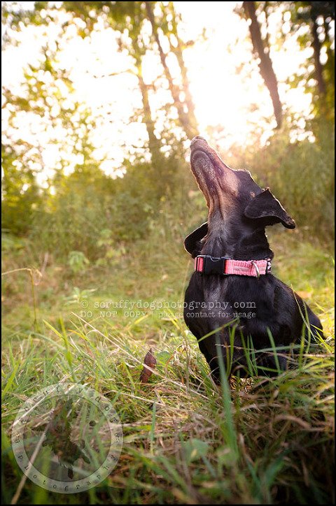 468-waterloo-dog-photography-lucy warford-196-Edit