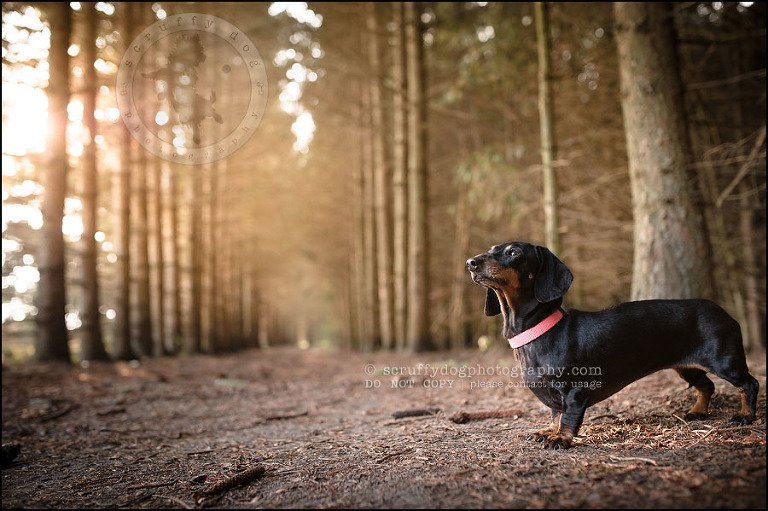 469-waterloo-dog-photography-lucy warford-890