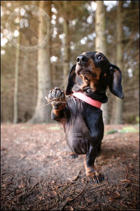 470-waterloo-dog-photography-lucy warford-467
