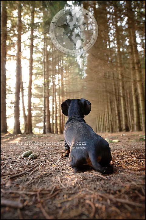 471-waterloo-dog-photography-lucy warford-429