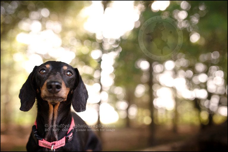 472-waterloo-dog-photography-lucy warford-762