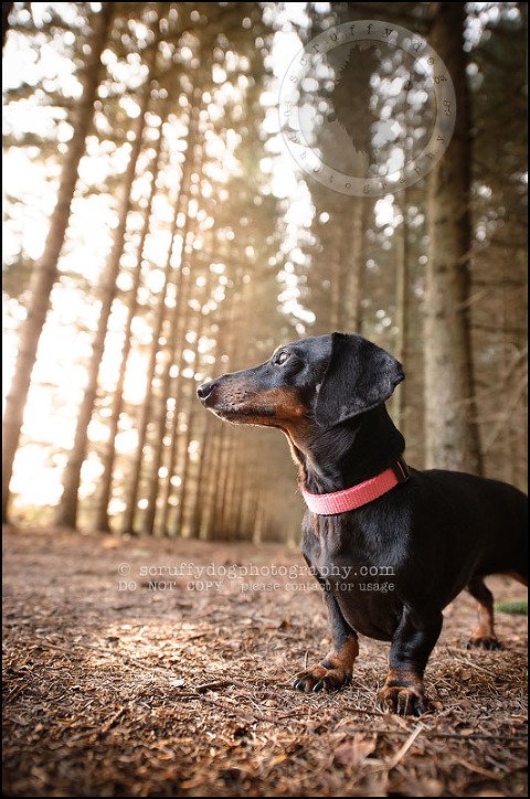 473-waterloo-dog-photography-lucy warford-447