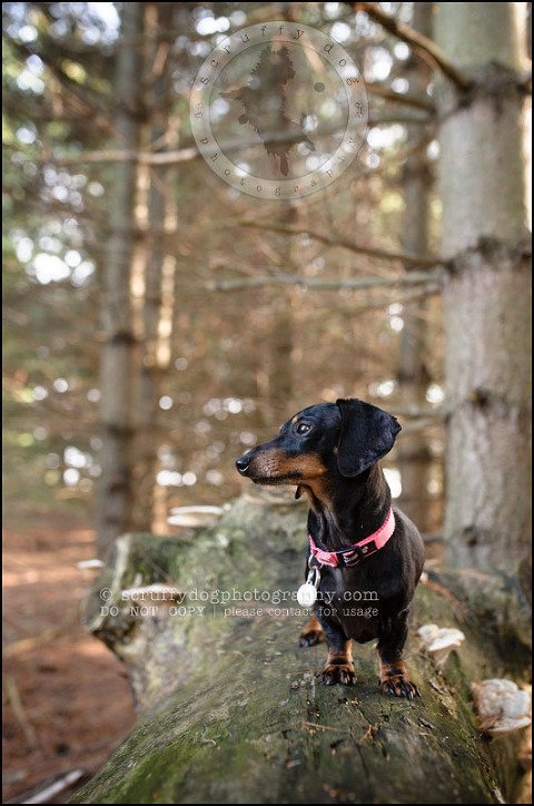 474-waterloo-dog-photography-lucy warford-813