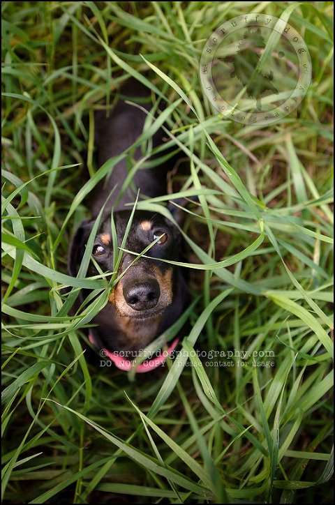 475-waterloo-dog-photography-lucy warford-500