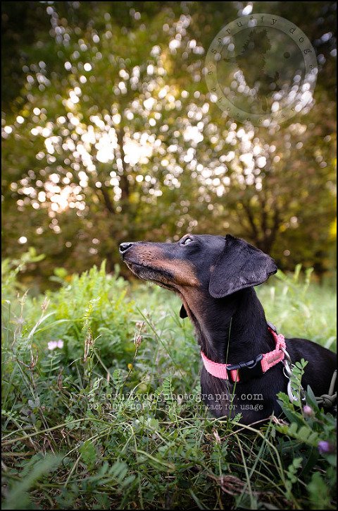477-waterloo-dog-photography-lucy warford-306