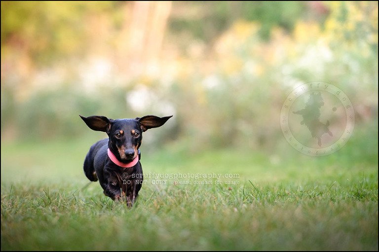 478-waterloo-dog-photography-lucy warford-536