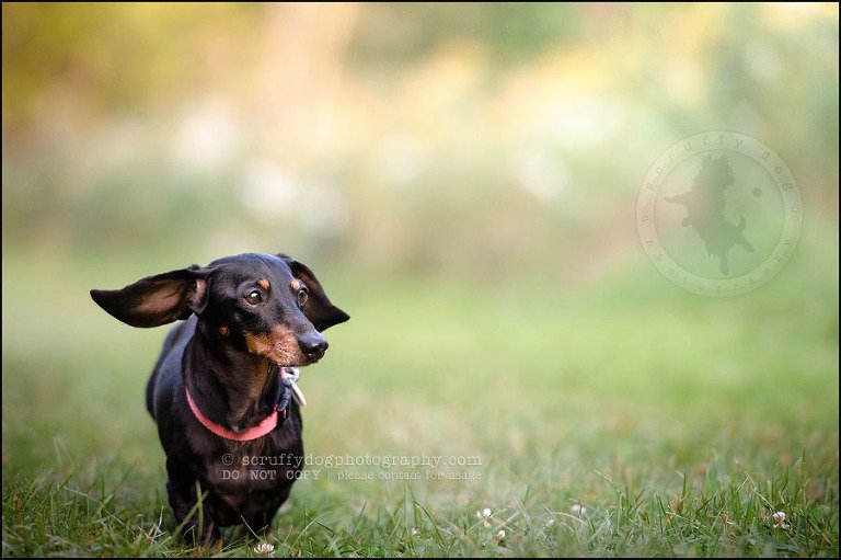 479-waterloo-dog-photography-lucy warford-552
