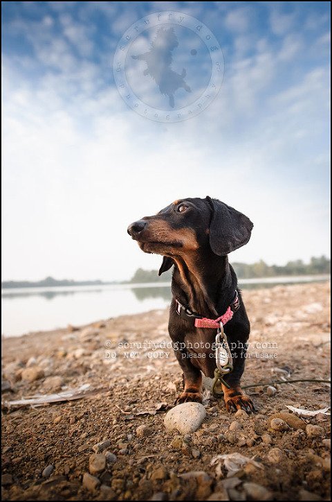 480-waterloo-dog-photography-lucy warford-707