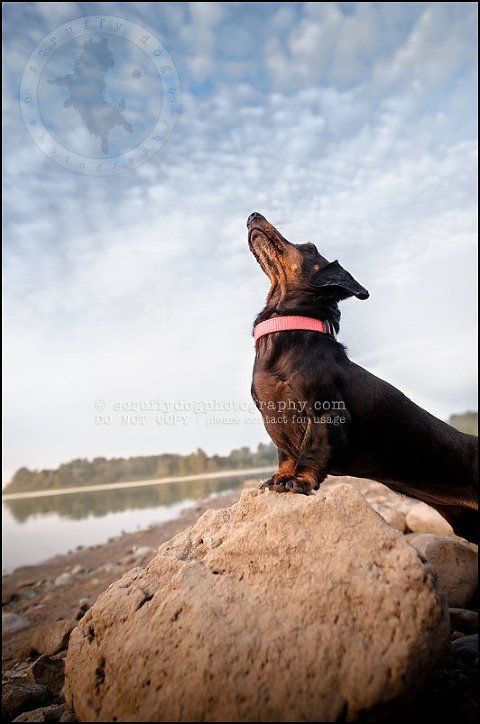 482-waterloo-dog-photography-lucy warford-658