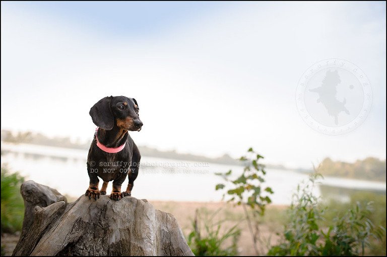 483-waterloo-dog-photography-lucy warford-945