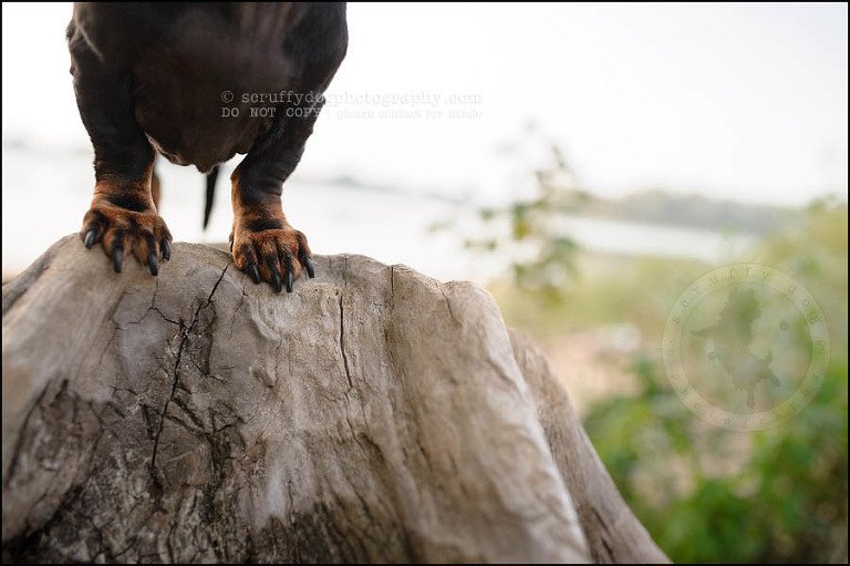 484-waterloo-dog-photography-lucy warford-953