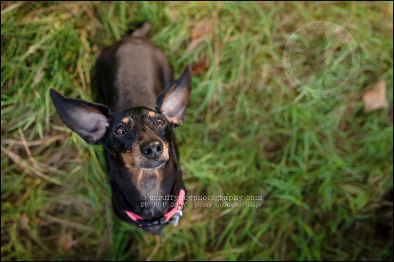 485-waterloo-dog-photography-lucy warford-783