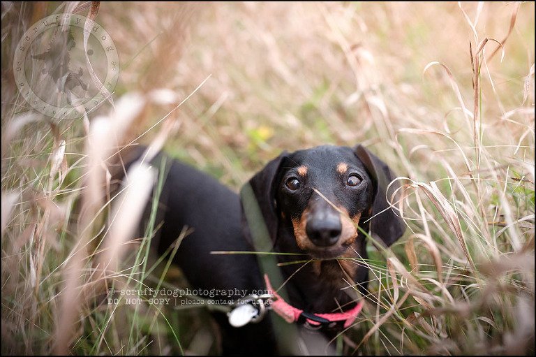 486-waterloo-dog-photography-lucy warford-994