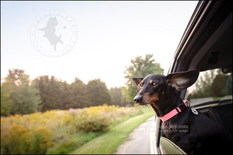 487-waterloo-dog-photography-lucy warford-711