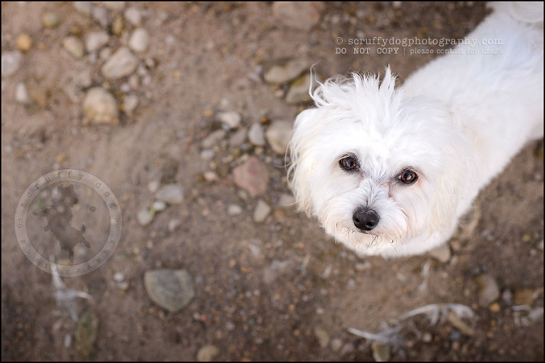 01 toronto ontario pet photography ava winston-261