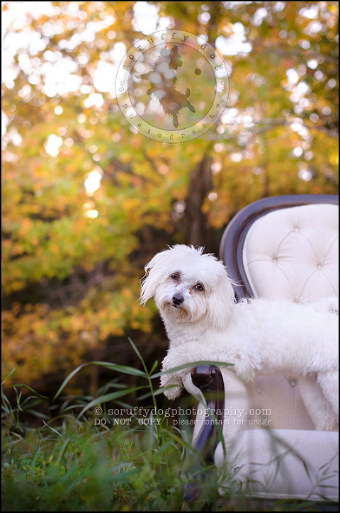 02 toronto ontario pet photography ava winston-410