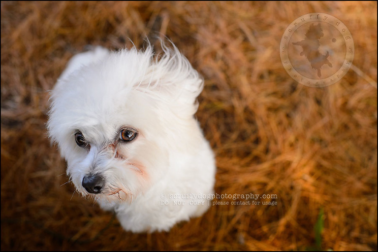 03 toronto ontario pet photography ava winston-36