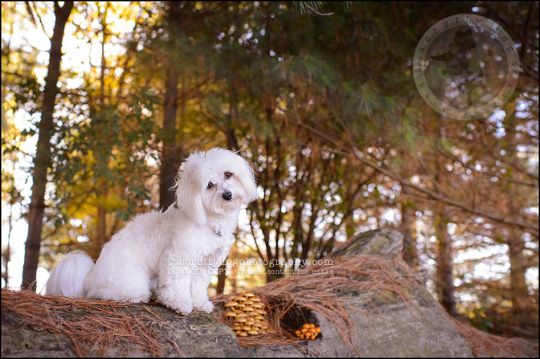 04 toronto ontario pet photography ava winston-47