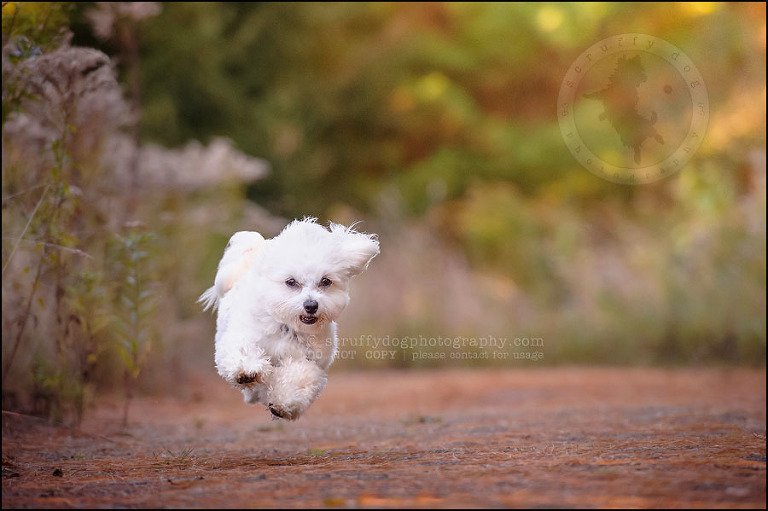 05 toronto ontario pet photography ava winston-360