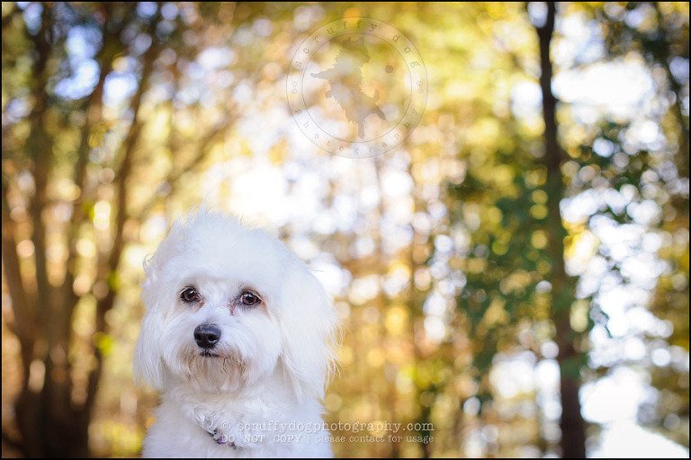06 toronto ontario pet photography ava winston-371