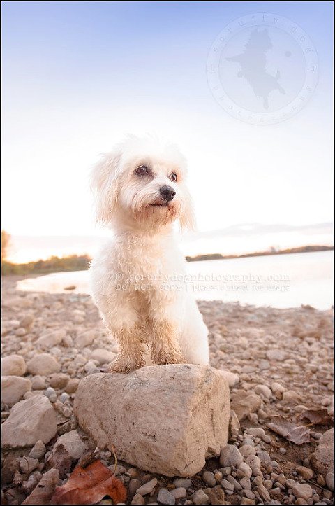 07 toronto ontario pet photography ava winston-566