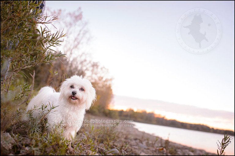 08 toronto ontario pet photography ava winston-242