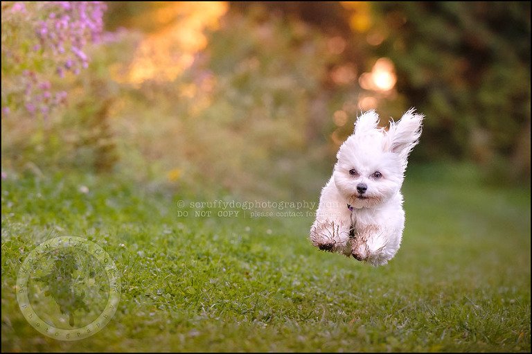09 toronto ontario pet photography ava winston-494