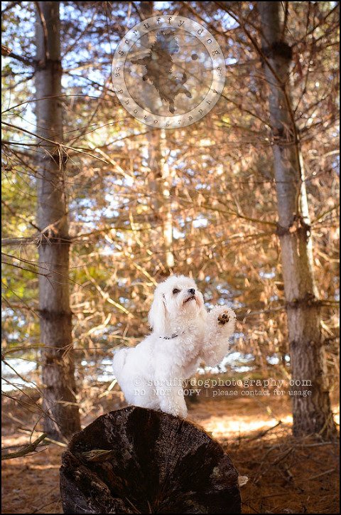 10 toronto ontario pet photography ava winston-78