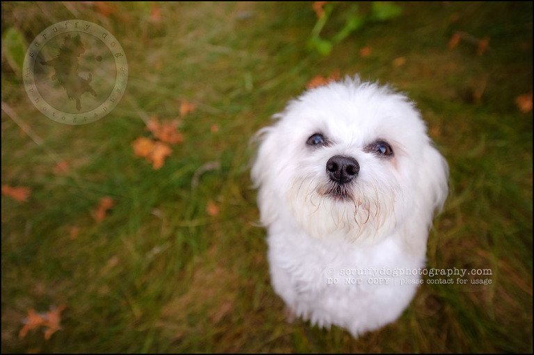 11 toronto ontario pet photography ava winston-554