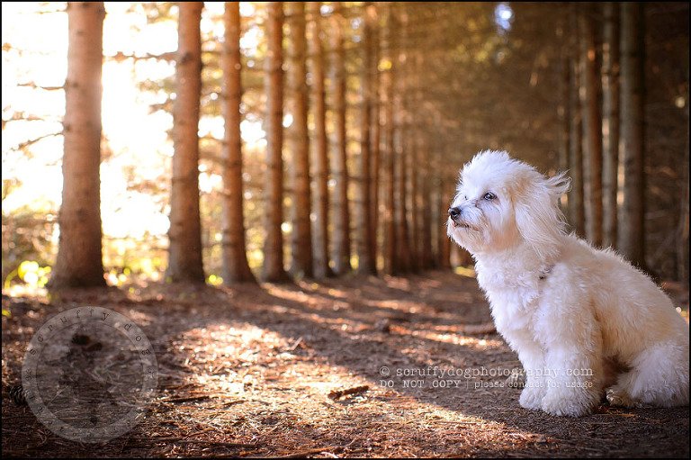 12 toronto ontario pet photography ava winston-178
