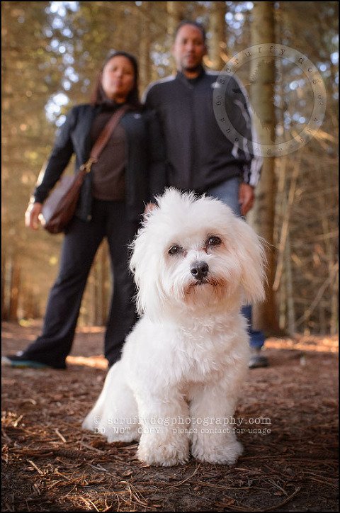 13 toronto ontario pet photography ava winston-200