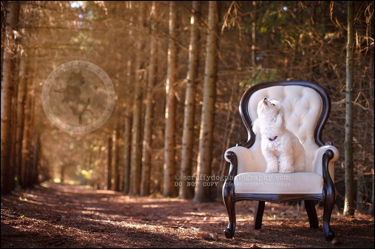 14 toronto ontario pet photography ava winston-427