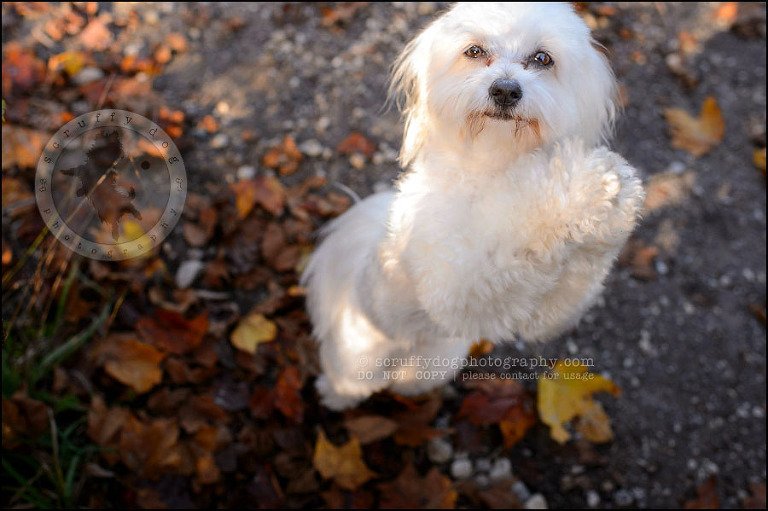 15 toronto ontario pet photography ava winston-29