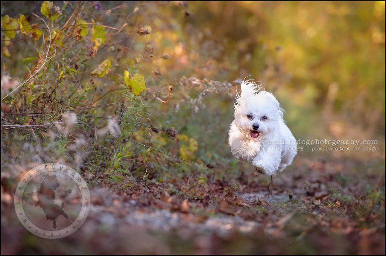 16 toronto ontario pet photography ava winston-311