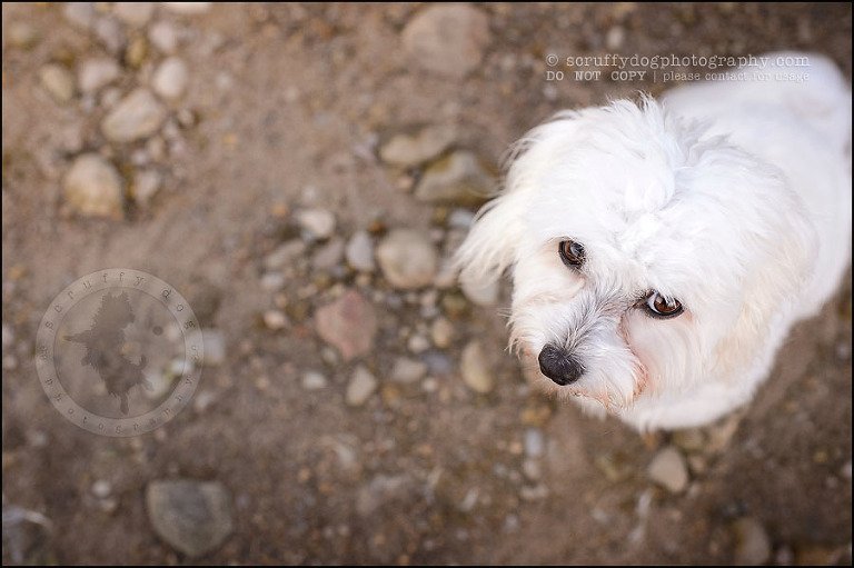17 toronto ontario pet photography ava winston-271